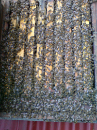 Bienenwaben