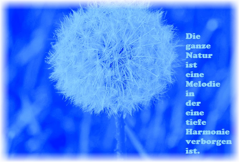 Pusteblume blau SHP