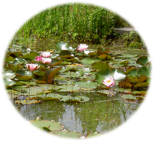 Teich für TCM